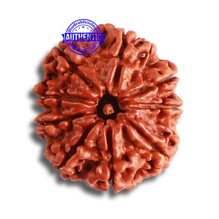 9 Mukhi Nepalese Rudraksha - Bead No. 377