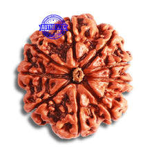 Load image into Gallery viewer, 9 Mukhi Nepalese Rudraksha - Bead No. 380

