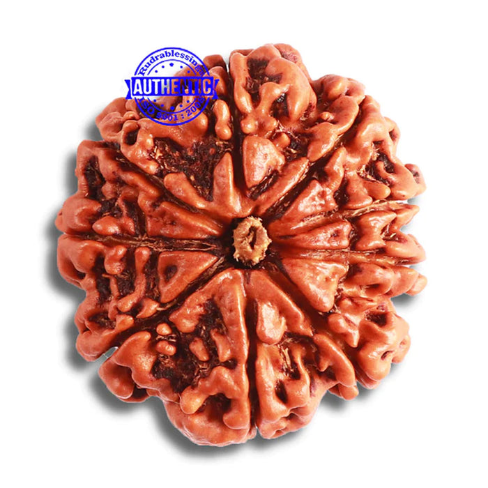 9 Mukhi Nepalese Rudraksha - Bead No. 380