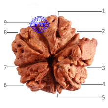 Load image into Gallery viewer, 9 Mukhi Nepalese Rudraksha - Bead No. 295
