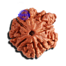 Load image into Gallery viewer, 9 Mukhi Nepalese Rudraksha - Bead No. 295
