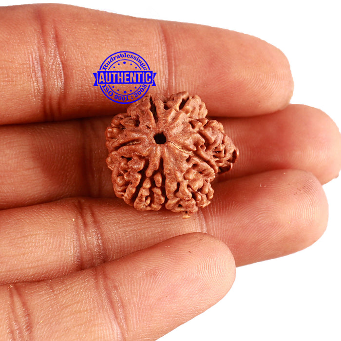 9 Mukhi Nepalese Rudraksha - Bead No. 295