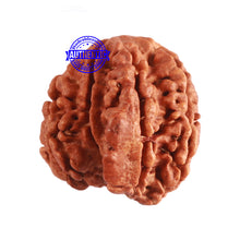 Load image into Gallery viewer, 9 Mukhi Nepalese Rudraksha - Bead No. 295
