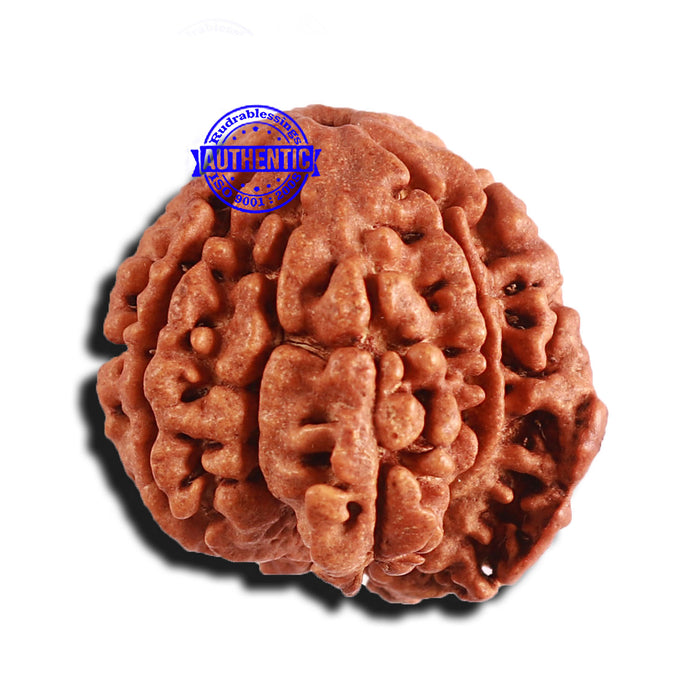 9 Mukhi Nepalese Rudraksha - Bead No. 295