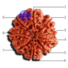 Load image into Gallery viewer, 9 Mukhi Nepalese rudraksha - Bead No. 309
