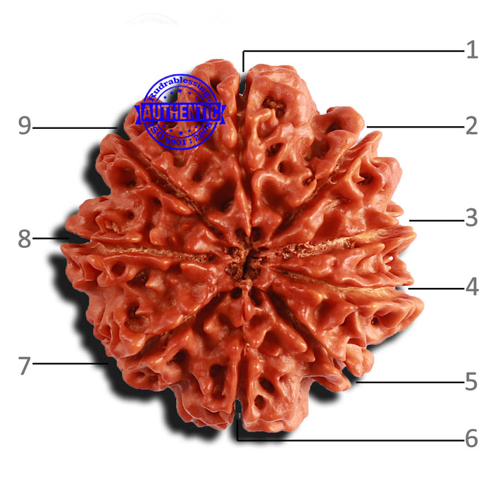 9 Mukhi Nepalese rudraksha - Bead No. 309