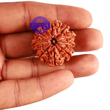 Load image into Gallery viewer, 9 Mukhi Nepalese rudraksha - Bead No. 309
