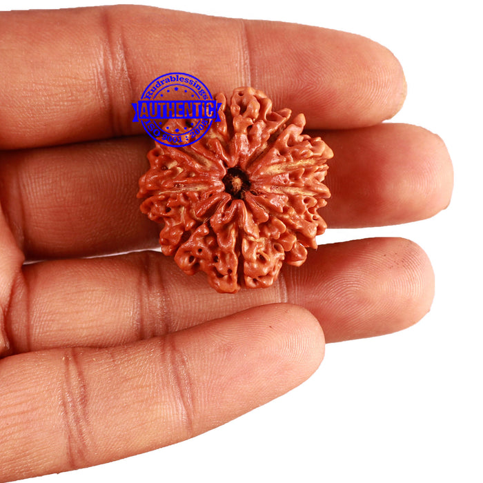 9 Mukhi Nepalese rudraksha - Bead No. 309