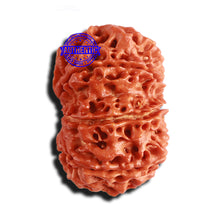 Load image into Gallery viewer, 9 Mukhi Nepalese rudraksha - Bead No. 309
