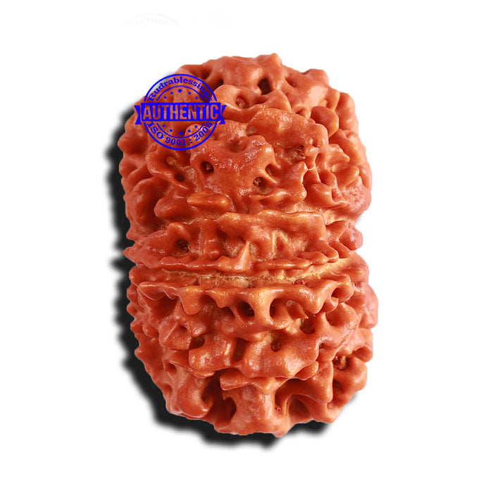 9 Mukhi Nepalese rudraksha - Bead No. 309