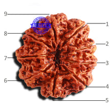 Load image into Gallery viewer, 9 Mukhi Nepalese rudraksha - Bead No. 310
