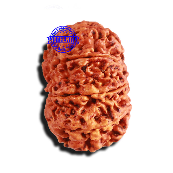 9 Mukhi Nepalese rudraksha - Bead No. 310