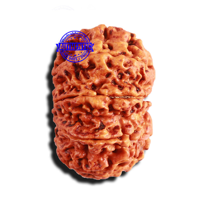 9 Mukhi Nepalese rudraksha - Bead No. 310