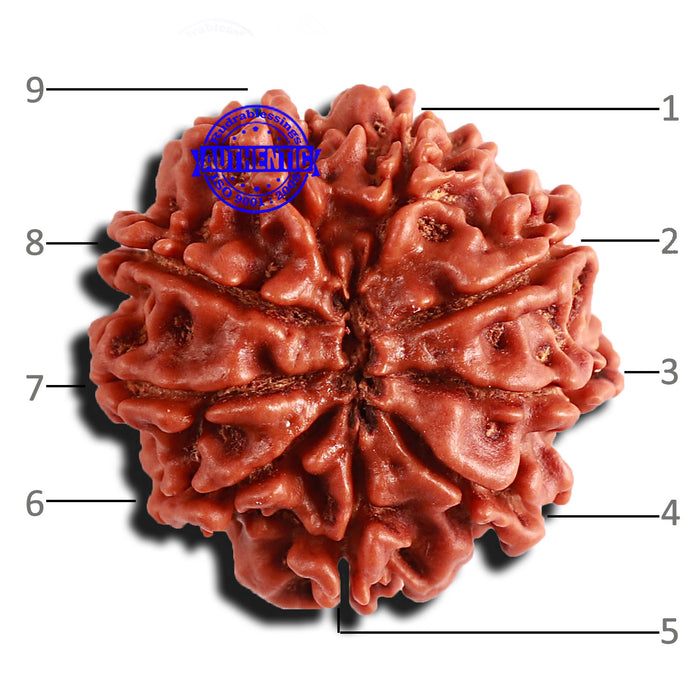 9 Mukhi Nepalese Rudraksha - Bead No. 360