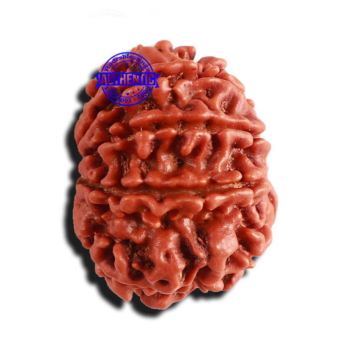 9 Mukhi Nepalese Rudraksha - Bead No. 360