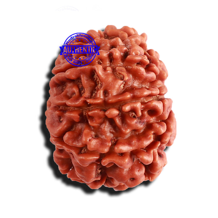 9 Mukhi Nepalese Rudraksha - Bead No. 360