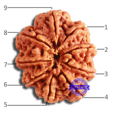 Load image into Gallery viewer, 9 Mukhi Nepalese Rudraksha - Bead No. 385
