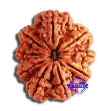 Load image into Gallery viewer, 9 Mukhi Nepalese Rudraksha - Bead No. 385

