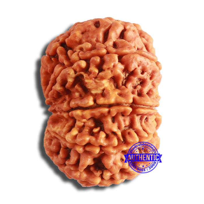 9 Mukhi Nepalese Rudraksha - Bead No. 385