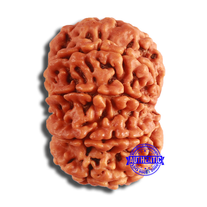 9 Mukhi Nepalese Rudraksha - Bead No. 385