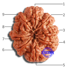 Load image into Gallery viewer, 9 Mukhi Nepalese Rudraksha - Bead No. 386

