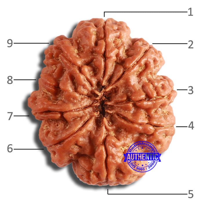 9 Mukhi Nepalese Rudraksha - Bead No. 386