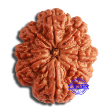 Load image into Gallery viewer, 9 Mukhi Nepalese Rudraksha - Bead No. 386
