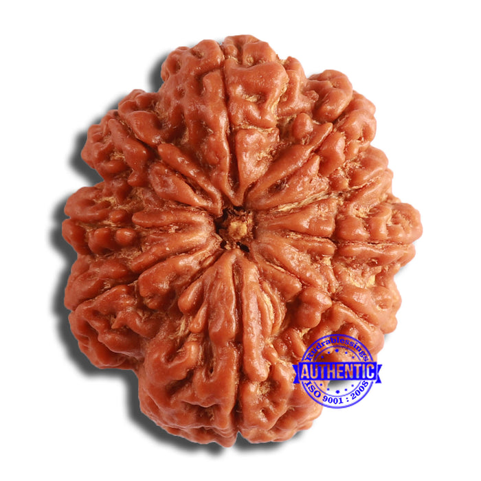 9 Mukhi Nepalese Rudraksha - Bead No. 386
