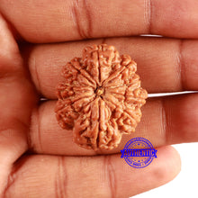 Load image into Gallery viewer, 9 Mukhi Nepalese Rudraksha - Bead No. 386

