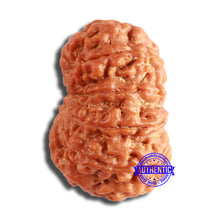 Load image into Gallery viewer, 9 Mukhi Nepalese Rudraksha - Bead No. 386
