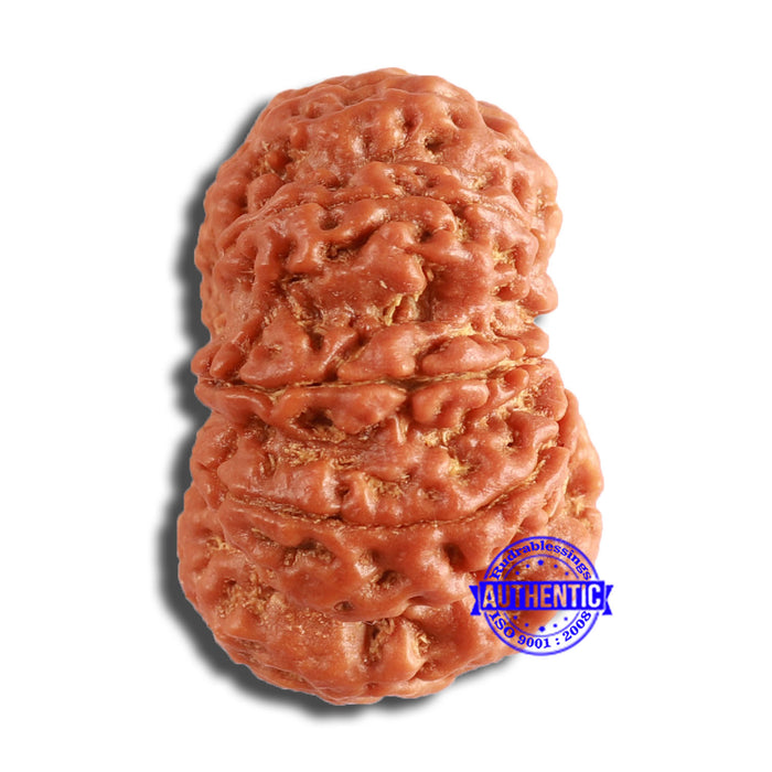 9 Mukhi Nepalese Rudraksha - Bead No. 386