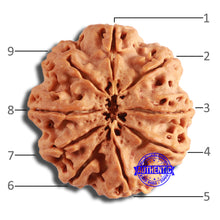 Load image into Gallery viewer, 9 Mukhi Nepalese Rudraksha - Bead No. 387
