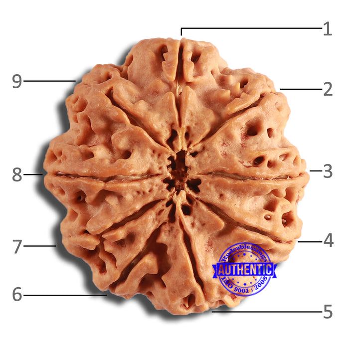 9 Mukhi Nepalese Rudraksha - Bead No. 387