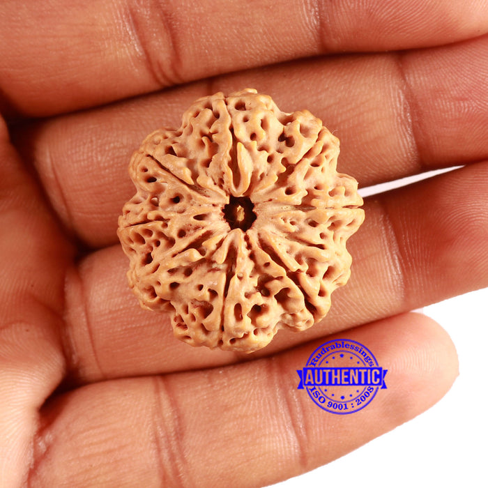 9 Mukhi Nepalese Rudraksha - Bead No. 387