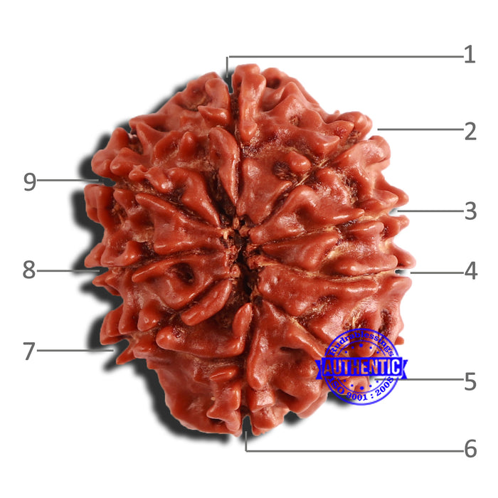 9 Mukhi Nepalese Rudraksha - Bead No. 335