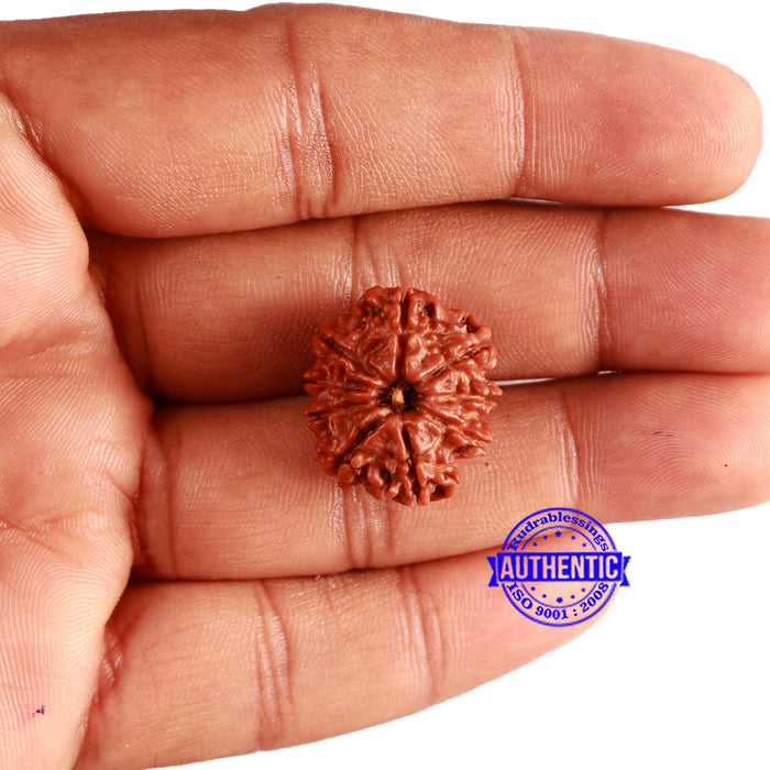 9 Mukhi Nepalese Rudraksha - Bead No. 335