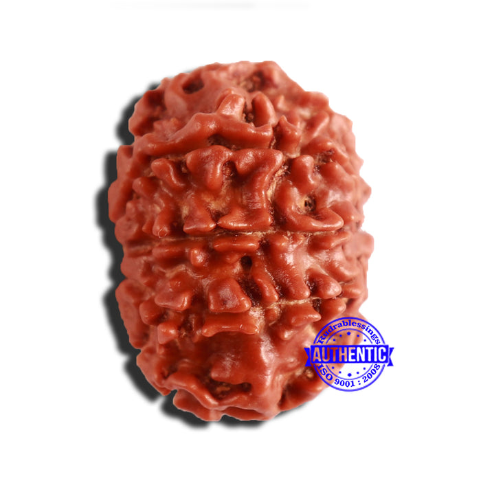 9 Mukhi Nepalese Rudraksha - Bead No. 335