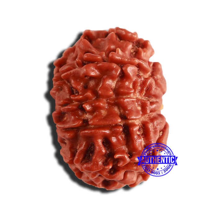 9 Mukhi Nepalese Rudraksha - Bead No. 335