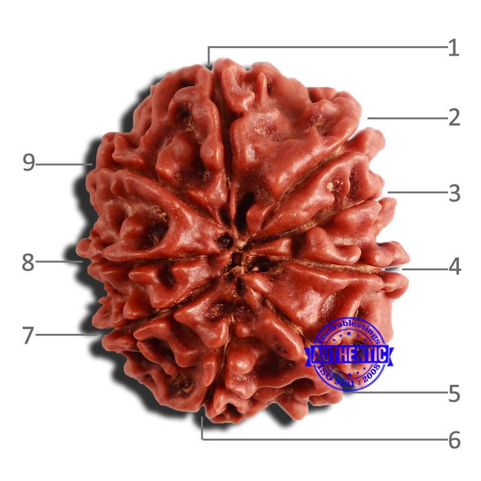 9 Mukhi Nepalese Rudraksha - Bead No. 336