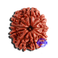 Load image into Gallery viewer, 9 Mukhi Nepalese Rudraksha - Bead No. 336
