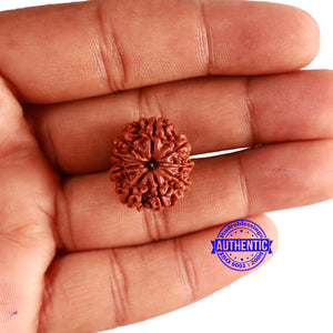 9 Mukhi Nepalese Rudraksha - Bead No. 336