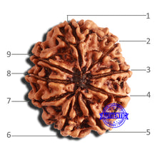 Load image into Gallery viewer, 9 Mukhi Nepalese Rudraksha - Bead No. 337
