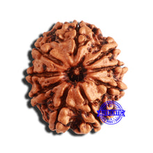 Load image into Gallery viewer, 9 Mukhi Nepalese Rudraksha - Bead No. 337
