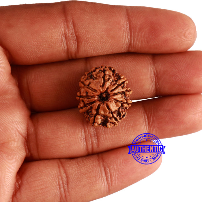 9 Mukhi Nepalese Rudraksha - Bead No. 337