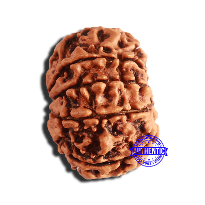9 Mukhi Nepalese Rudraksha - Bead No. 337