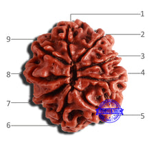 Load image into Gallery viewer, 9 Mukhi Nepalese Rudraksha - Bead No. 338
