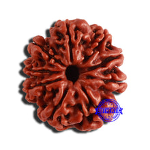 Load image into Gallery viewer, 9 Mukhi Nepalese Rudraksha - Bead No. 338
