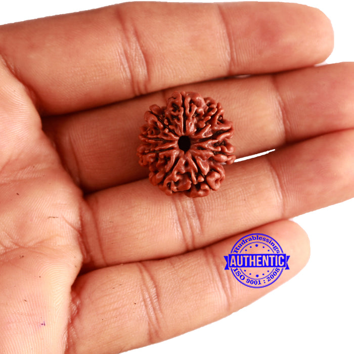 9 Mukhi Nepalese Rudraksha - Bead No. 338