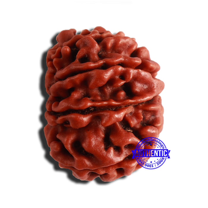 9 Mukhi Nepalese Rudraksha - Bead No. 338