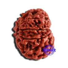Load image into Gallery viewer, 9 Mukhi Nepalese Rudraksha - Bead No. 338
